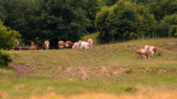 Vacas Caminando Pastizal Naturaleza Eslovaquia —  Fotos de Stock