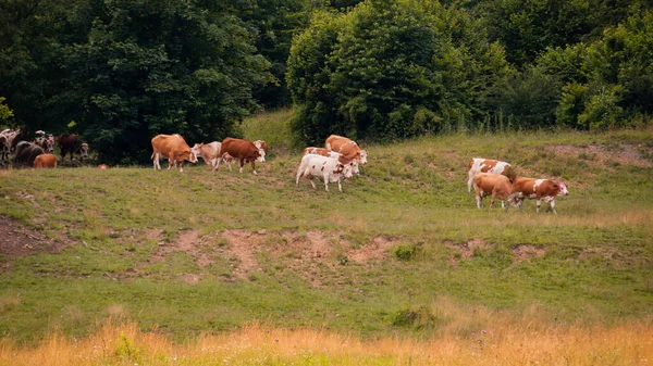 Vaches Marchant Dans Pâturage Sauvage Slovaquie — Photo