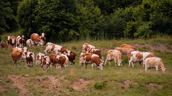 Коровы Гуляющие Пастбище Дикой Природе Словакии — стоковое фото