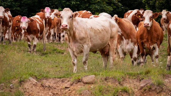 Mucche Stanno Osservando Attentamente Minaccia Imminente — Foto Stock
