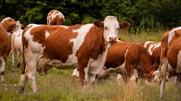 Dettaglio Una Mucca Bruna Che Osserva Dintorni Slovacchia — Foto Stock