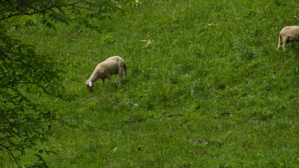 Junge Schafe Grasen Auf Einer Sommergrünen Weide — Stockfoto