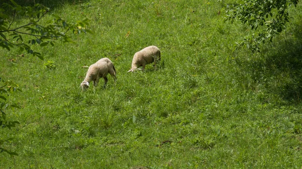 Két Fiatal Birka Legel Egy Nyári Zöld Legelőn — Stock Fotó