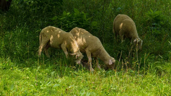 Três Ovelhas Jovens Pastando Pasto Verde Verão — Fotografia de Stock