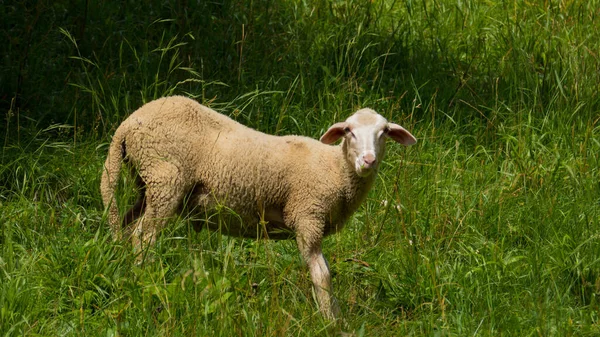 Mouton Effrayé Regarde Directement Dans Lentille Mâche Herbe — Photo