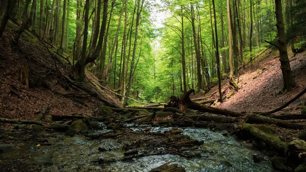 Schlucht Der Slowakischen Natur Mitten Der Slowakei Sommer lizenzfreie Stockfotos