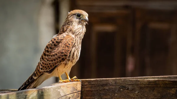 Gewone Torenvalk Falco Tinnunculus Zittend Een Houten Reling Observeert Omgeving — Stockfoto