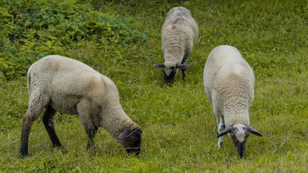 Trois Moutons Paissent Dans Pâturage Ouvert Tondent Herbe Été — Photo