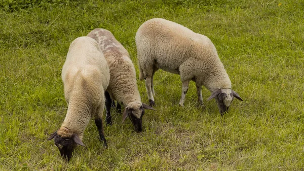 Três Ovelhas Pastam Pasto Aberto Cortar Grama Verão — Fotografia de Stock