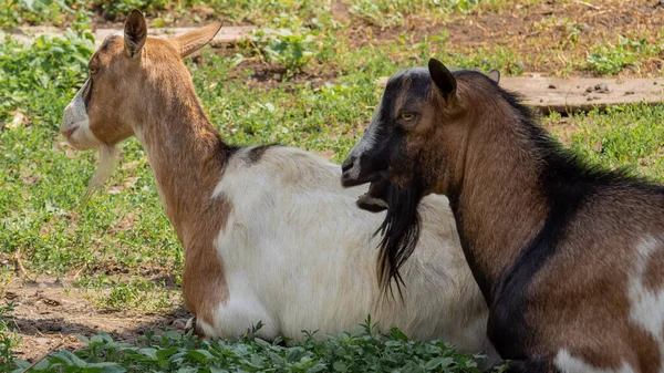 Dos Cabras Con Una Larga Barba Sentadas Una Lado Otra —  Fotos de Stock