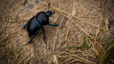 Dor (Geotrupes stercorarius). Büyük siyah böcek. Vücut şekli çok sıkıdır ve yukarı doğru kavislidir..