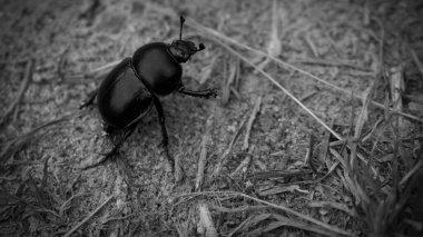 Dor (Geotrupes stercorarius). Büyük siyah böcek. Vücut şekli çok sıkıdır ve yukarı doğru kavislidir..