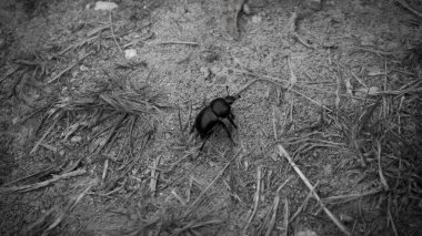 Dor (Geotrupes stercorarius). Büyük siyah böcek. Vücut şekli çok sıkıdır ve yukarı doğru kavislidir..