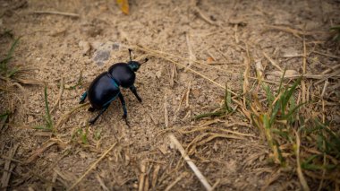 Dor (Geotrupes stercorarius). Büyük siyah böcek. Vücut şekli çok sıkıdır ve yukarı doğru kavislidir..