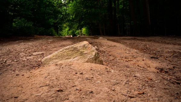 Hermoso Día Soleado Bosque Camino Abandonado Medio Los Árboles —  Fotos de Stock