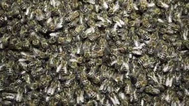 Kovan üzerinde büyük bir arı sürüsü. Arılar bal yapar. Arıcılık, organik ürünler çiftliği. Küçük bir iş. Bal arısı yavrusu. Apokültür, organik gıda, bal peteği, arı kovanı.