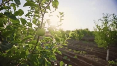 Elma ağacı, güneşin altında rüzgarda sallanıyor. Ağaçların yaprakları arasında bir güneş ışığı. Yaz bahçesindeki bir elma ağacının dalları. Meyve bahçesinde sabah. Gün batımı