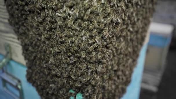 Obrovský Roj Včel Úlu Včely Dělají Med Včelařství Farma Ekologických — Stock video