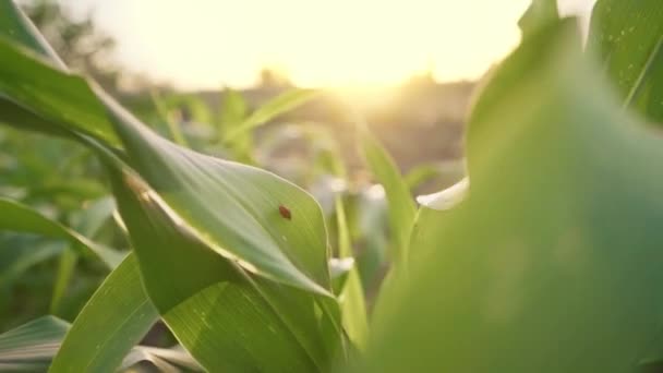 Luz Solar Quente Noite Joga Nas Folhas Milho Vento Verão — Vídeo de Stock