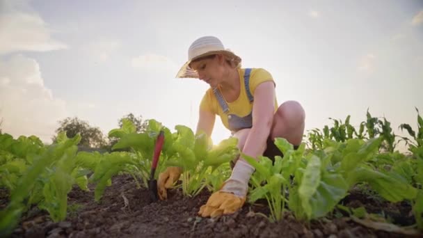 Een Vrouw Kweekt Bieten Een Plantage Een Boer Met Een — Stockvideo