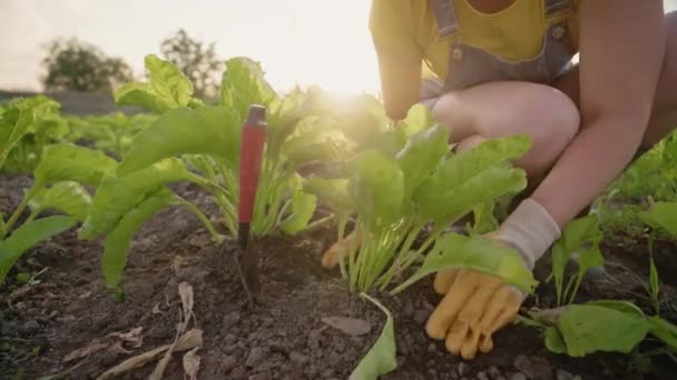 Eine Frau Baut Auf Einer Plantage Rüben Ein Bauer Mit — Stockvideo