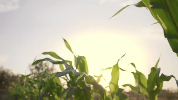 Sunlight Shines Green Unripe Stalks Leaves Corn Warm Evening Sunlight — Stock Video