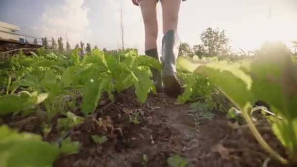 Женщина Осматривает Овощную Плантацию Органическое Земледелие Фермер Соломенной Шляпе Джинсовой — стоковое видео