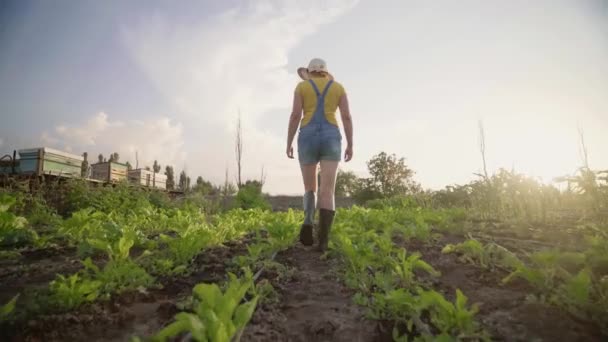 Uma Mulher Inspeciona Uma Plantação Vegetais Conceito Agricultura Biológica Fazendeiro — Vídeo de Stock