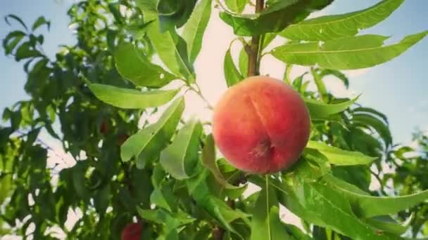 Große Saftige Pfirsich Auf Dem Baum Früchte Reifen Der Sonne — Stockvideo