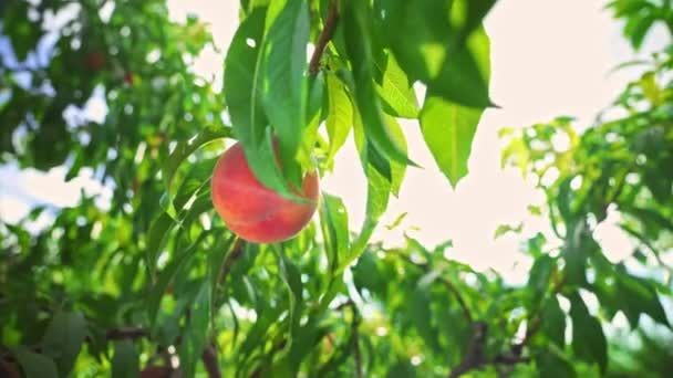 フルーツ桃園 女性は大きな熟した桃を選ぶ 果実は太陽の下で熟します 魔法の太陽 桃の果樹園の枝にぶら下がっている フルーツ狩りの季節 健康食品 有機製品 — ストック動画