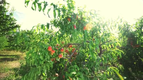 Peach Hanging Branch Orchard Fruit Picking Season Big Juicy Peaches — Stock Video