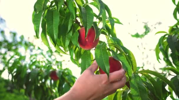 Agriculture Fruit Peach Garden Woman Picks Big Ripe Peaches Fruits — Stock Video