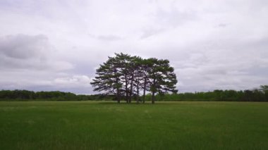 Mavi gökyüzü ve çimlerle tek başına duran tek bir ağaç. Gün batımında yapayalnız bir ağaç. Bahar tarlası.