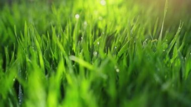 Taze yeşil çimenler ve sabah çiği damlaları. Çimenlikte sabah. Yağmurdan sonra güneş ışığında yeşil alan. Çimlere yakın çekim.