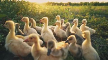 Goslings yeşil çimenlikteki çimenleri kemiriyor. Arka bahçede kümes hayvanları var. Güneşin doğuşunda çayırdaki kaz yavruları. Kümes hayvanları bakımı. Kaz çiftliği. Çiftçilik.
