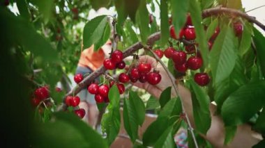 Kiraz topluyorum. Genç bir kadın sıcak bir günde kiraz toplar. Çiftçi. Zenginlik. Kiraz ağacının dalında sallanan olgun kirazlar. Büyük kiraz hasadı. Organik tarım. Tarım. 