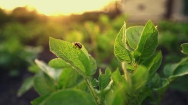 Colorado böceği patates yaprağı yiyor. Bahçe haşeresi mahsulü yok eder. Vahşi yaşam ve tarımda parazitler. Doğada yeşillik üzerine patates böceği. Tarımda hasar. Haşere kontrolü.