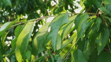 Büyük kiraz hasadı. Kirazın dallarından geçen bir güneş ışığı. Bahçecilik. Kiraz ağacının dalında sallanan olgun kirazlar. Kiraz topluyorum. Bahçedeki organik taze meyveler.