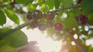 Kiraz ağacının dalında asılı taze kirazlar. Kiraz topluyorum. Genç bir kadın sıcak bir günde kiraz toplar. Büyük kiraz hasadı. Organik tarım. Tarım. Bahçecilik.
