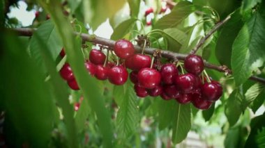Kiraz topluyorum. Genç bir kadın sıcak bir günde kiraz toplar. Kiraz ağacının dalında asılı taze kirazlar. Büyük kiraz hasadı. Organik tarım. Tarım. Bahçecilik.