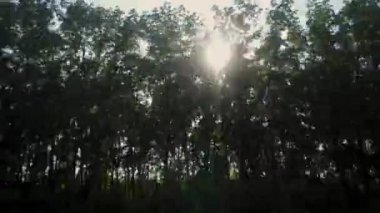 Tren penceresinden doğa hareket ediyor. Ağaçların arasından gün ışığı parlıyor. Güneşli bir günde yüksek ağaçlar. Turist gezisi. Yol boyunca ağaçlardan taçlar. Atmosferik yolculuk. Hafta sonu sonu..