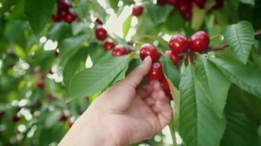 Genç bir kadın sıcak bir günde kiraz toplar. Kiraz ağacının dalında asılı taze kirazlar. Kiraz topluyorum. Büyük kiraz hasadı. Organik tarım. Tarım. Bahçecilik.