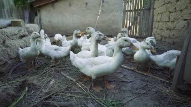 Βρώμικες Λευκές Πάπιες Κομπογιανίζουν Και Περιφέρονται Στη Φάρμα Εκτροφή Πουλερικών — Αρχείο Βίντεο