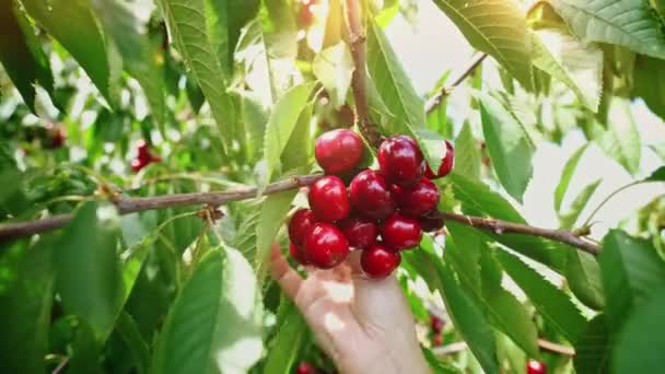Young Woman Collects Sweet Cherry Hot Day Fresh Cherries Hanging — Stock Video
