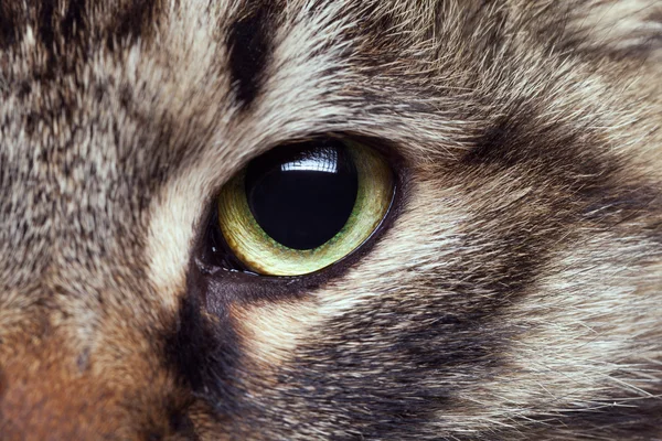 A macska szeme közelről fotó — Stock Fotó