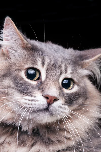 Pretty kitty with very astonished look — Stock Photo, Image