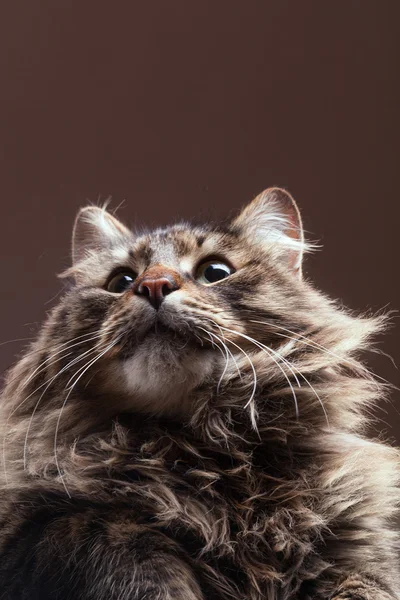 Katt tittar upp på brun studio bakgrund — Stockfoto