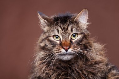 Kızgın maine coon kedi kahverengi zemin üzerine