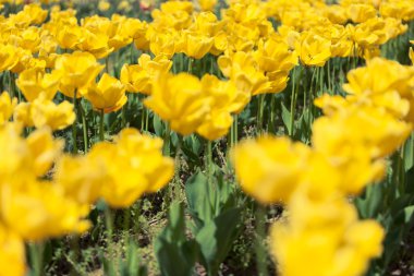 Parlak güneşli bir günde sarı laleler satırları