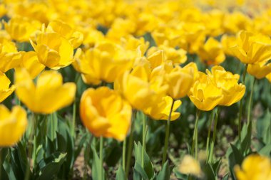 Parlak güneşli bir günde sarı laleler satırları